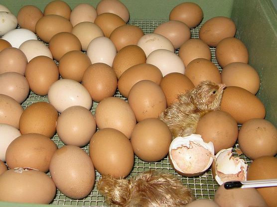 Hatching chicken eggs naturally under a broody hen