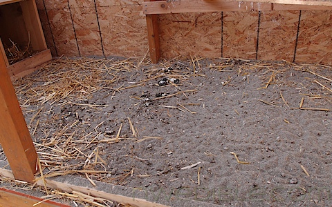 Bedding Material choices for Chickens Coop | The Poultry Guide