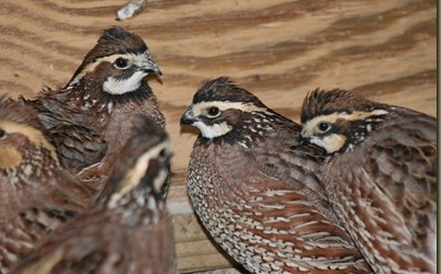 Raising Quail in the urban environment- Guide for quail pen and breeds ...