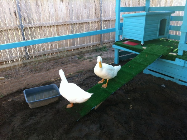 Housing of ducks-considerations for building duck pen