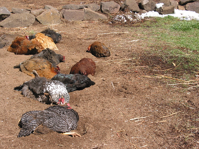 13 tips to protect your chickens from hot weather | The Poultry Guide