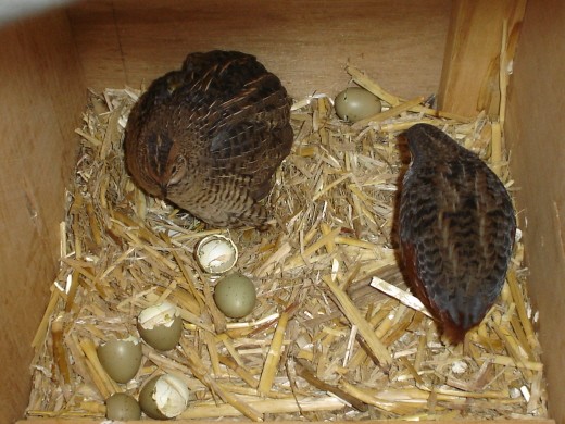 Raising Quail in the urban environment- Guide for quail ...