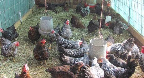 How to get rid of Bad Smell in Chicken Coop-litter management in 