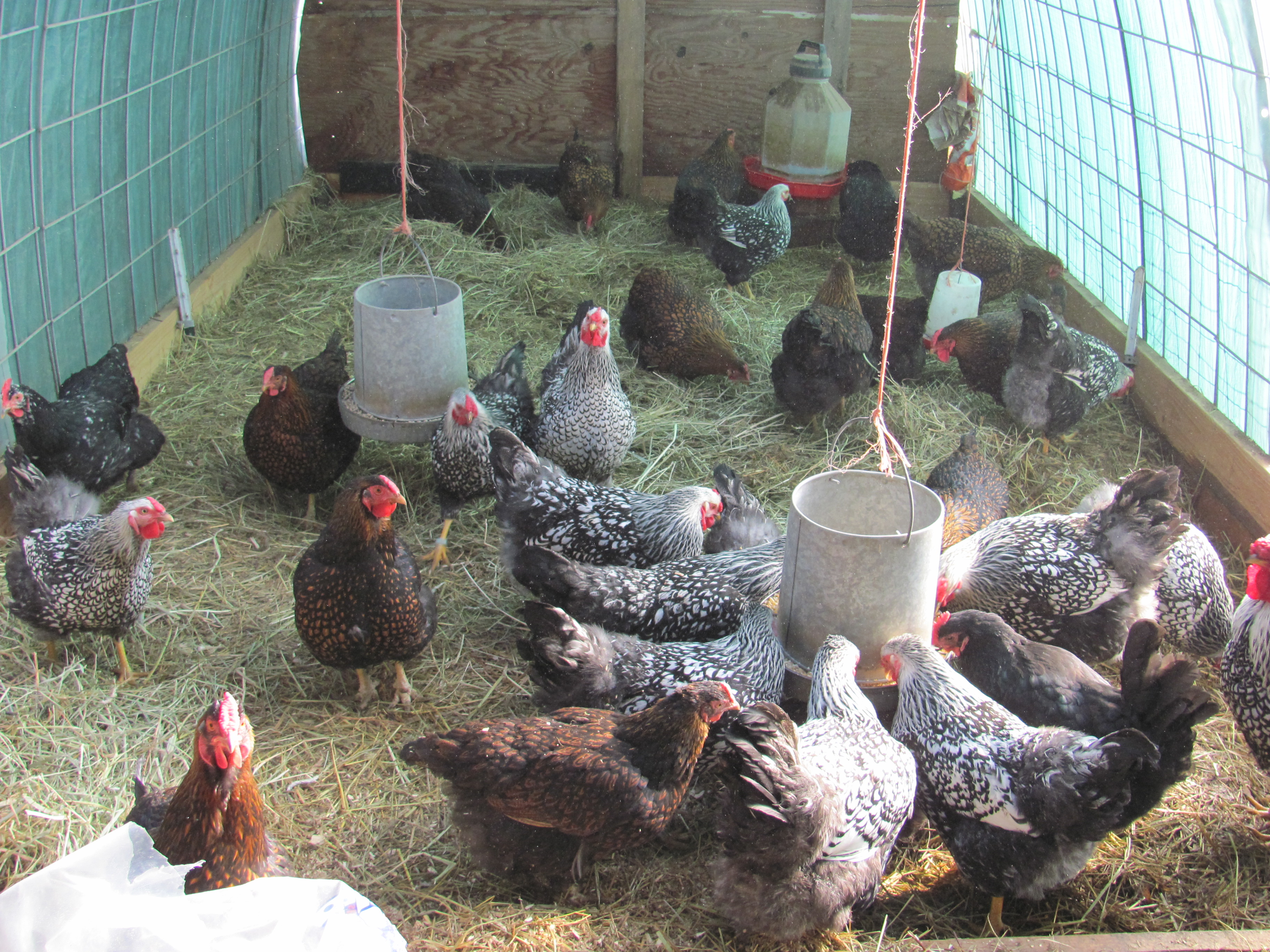  to get rid of Bad Smell in Chicken Coop-litter management in summer