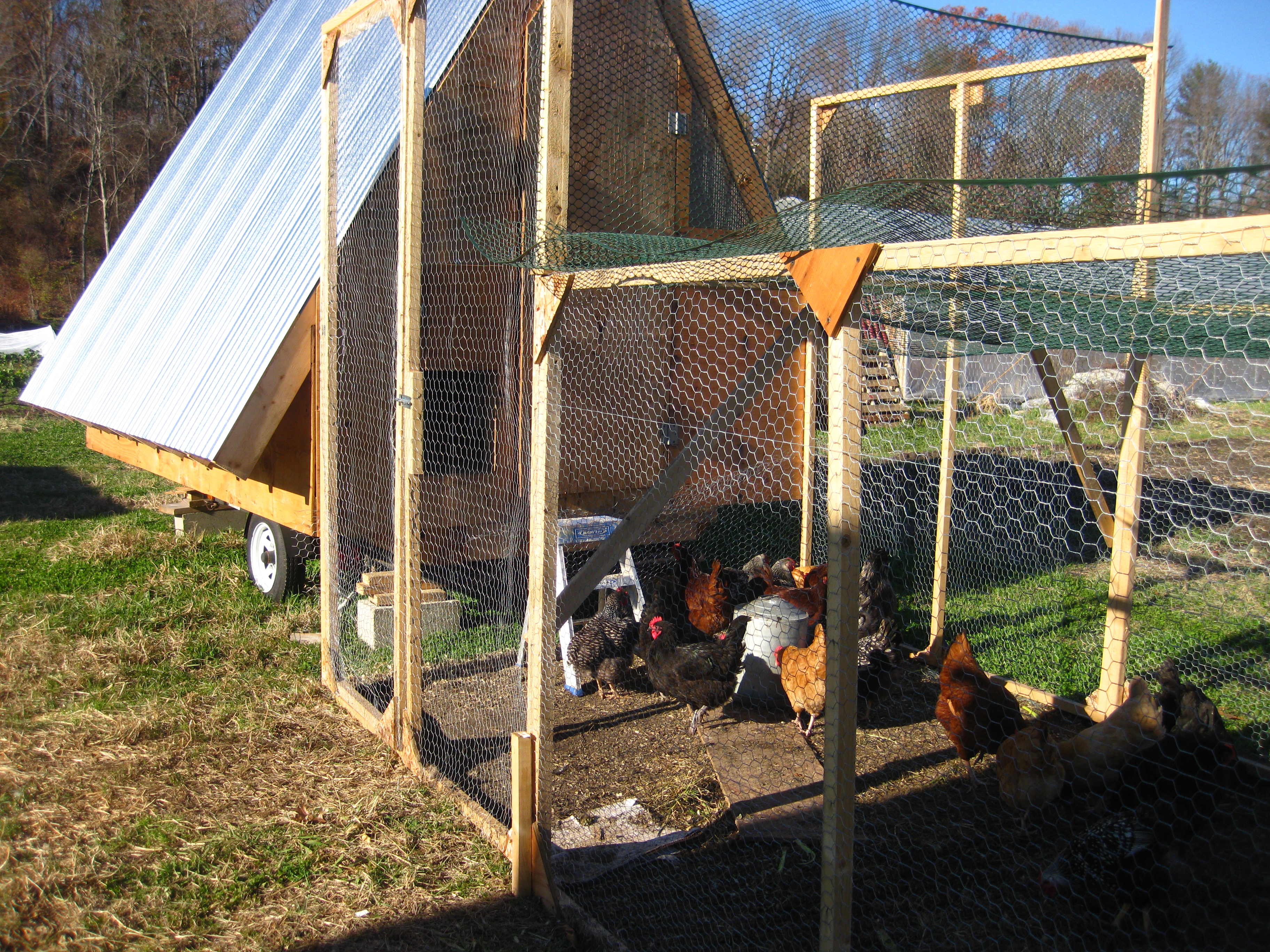 Key considerations for starting a small poultry farm to raise healthy 