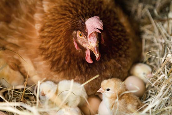 Hatching chicken eggs naturally under a broody hen