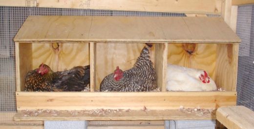 10 tips to train your hen to lay eggs in her nest box ...