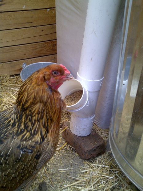 27 DIY Chicken Feeder And Waterer Plans And Ideas | The ...