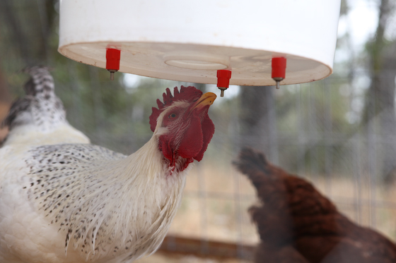 Nipple sucker waterer: