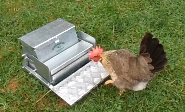 automatic chook feeder