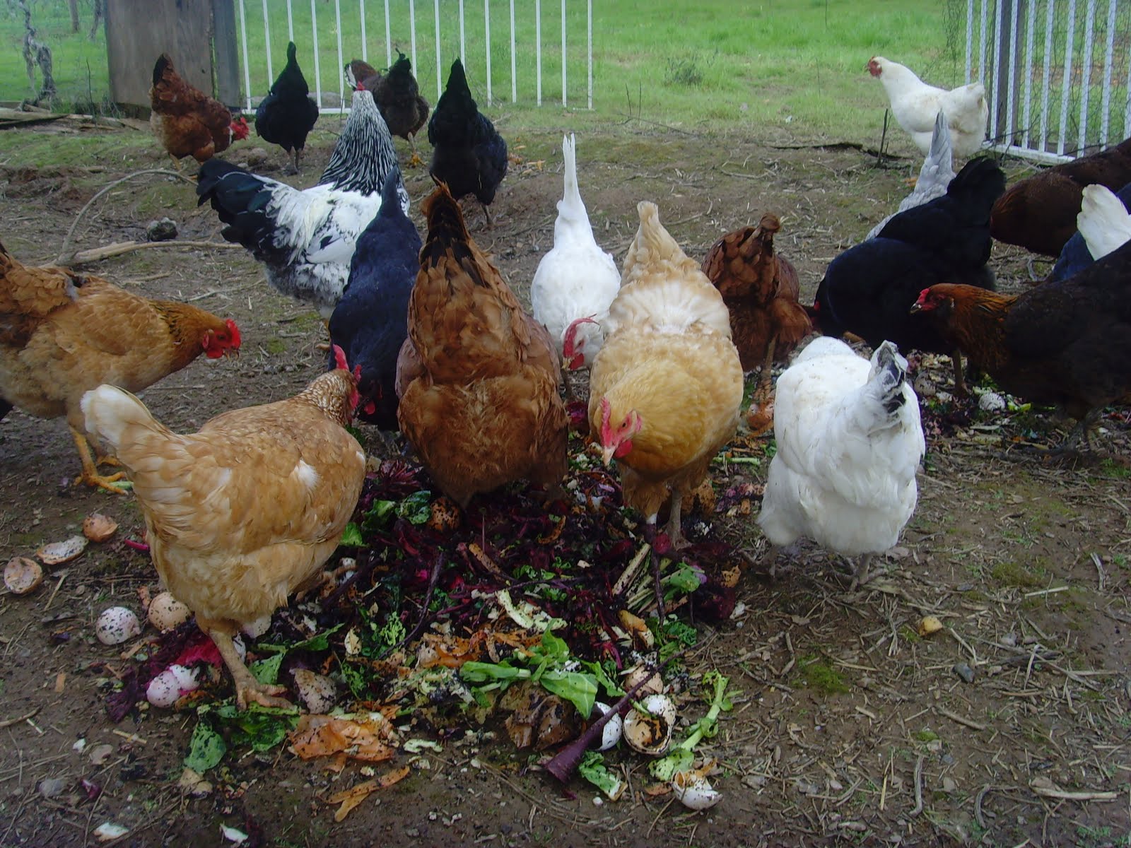 10 best and healthy treats for chickens -the treats chickens can eat 
