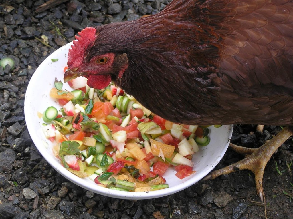 10-best-and-healthy-treats-for-chickens-the-treats-chickens-can-eat