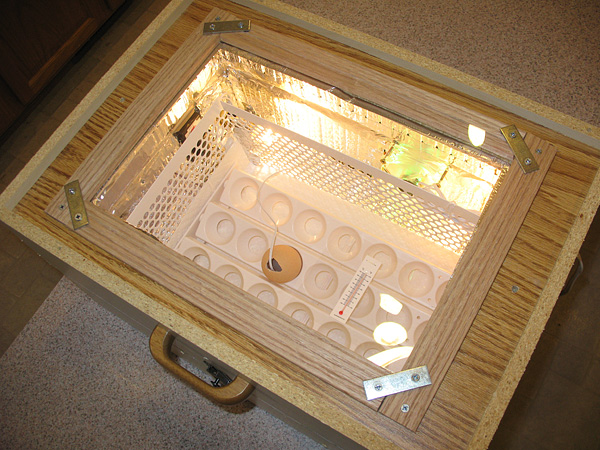 diy incubator for eggs