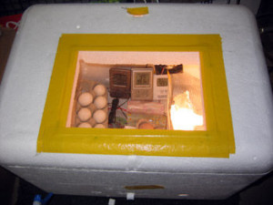 homemade incubator for bacteria
