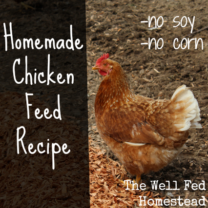 feed chicken homemade corn soy chickens formula recipe layers organic without recipes meal fish feeder poultry chick homestead feeders fed