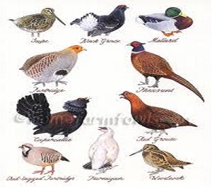 types-of-poultry