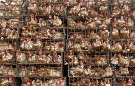 Chickens are seen inside cages on a truck near a poultry market in Dengzhou
