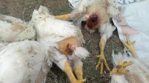 cannibalism in poultry