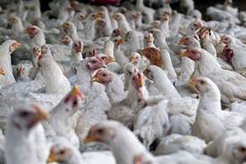 commercial poultry farming in pakistan