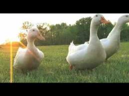 ducks artificial light