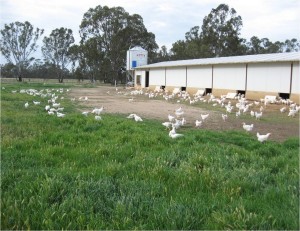 low feed cost in free range chicken