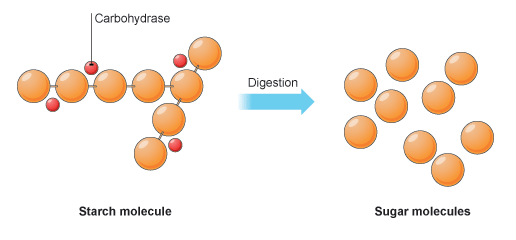 carbohydrase enzymes