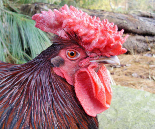 chicken with large comb