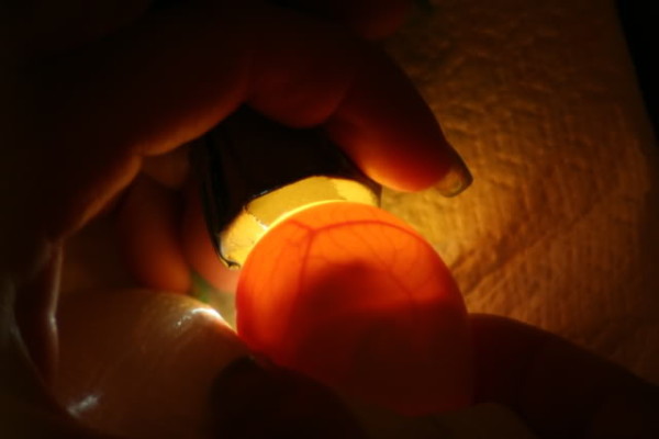 Chicken Egg Candling Guide – The Poultry Guide
