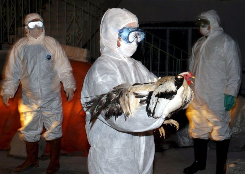 poultry diseases in china