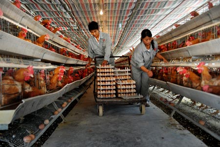 A Comprehensive Guide of China’s Poultry Industry – The Poultry Guide