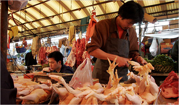 poultry indutry in china