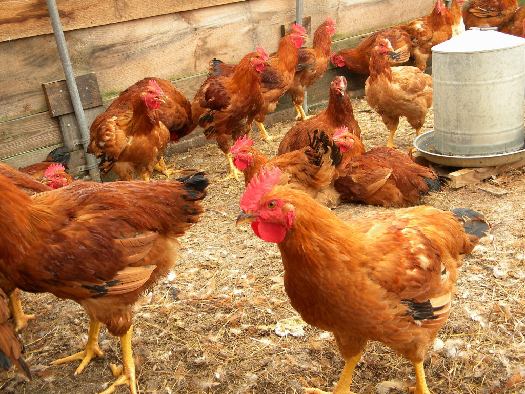 rural poultry farming