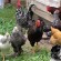 best egg laying chickens