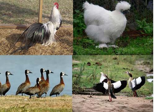 breeds of poultry in south africa