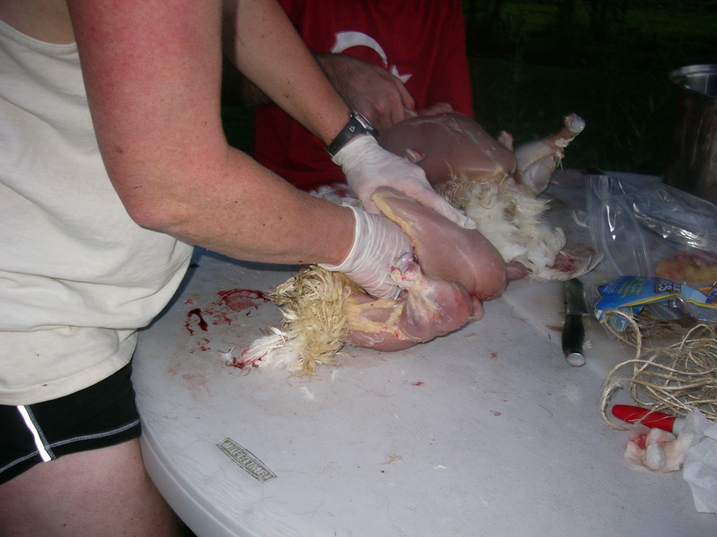 butchering the chicks