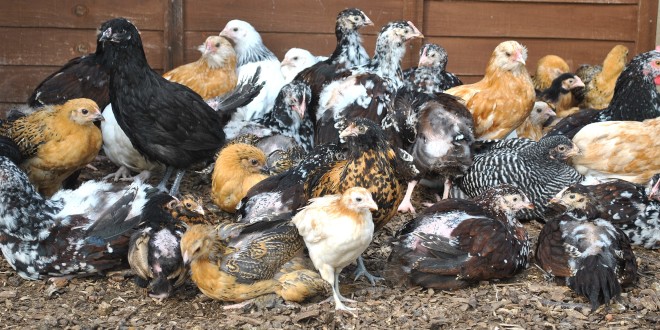 breed of chickens