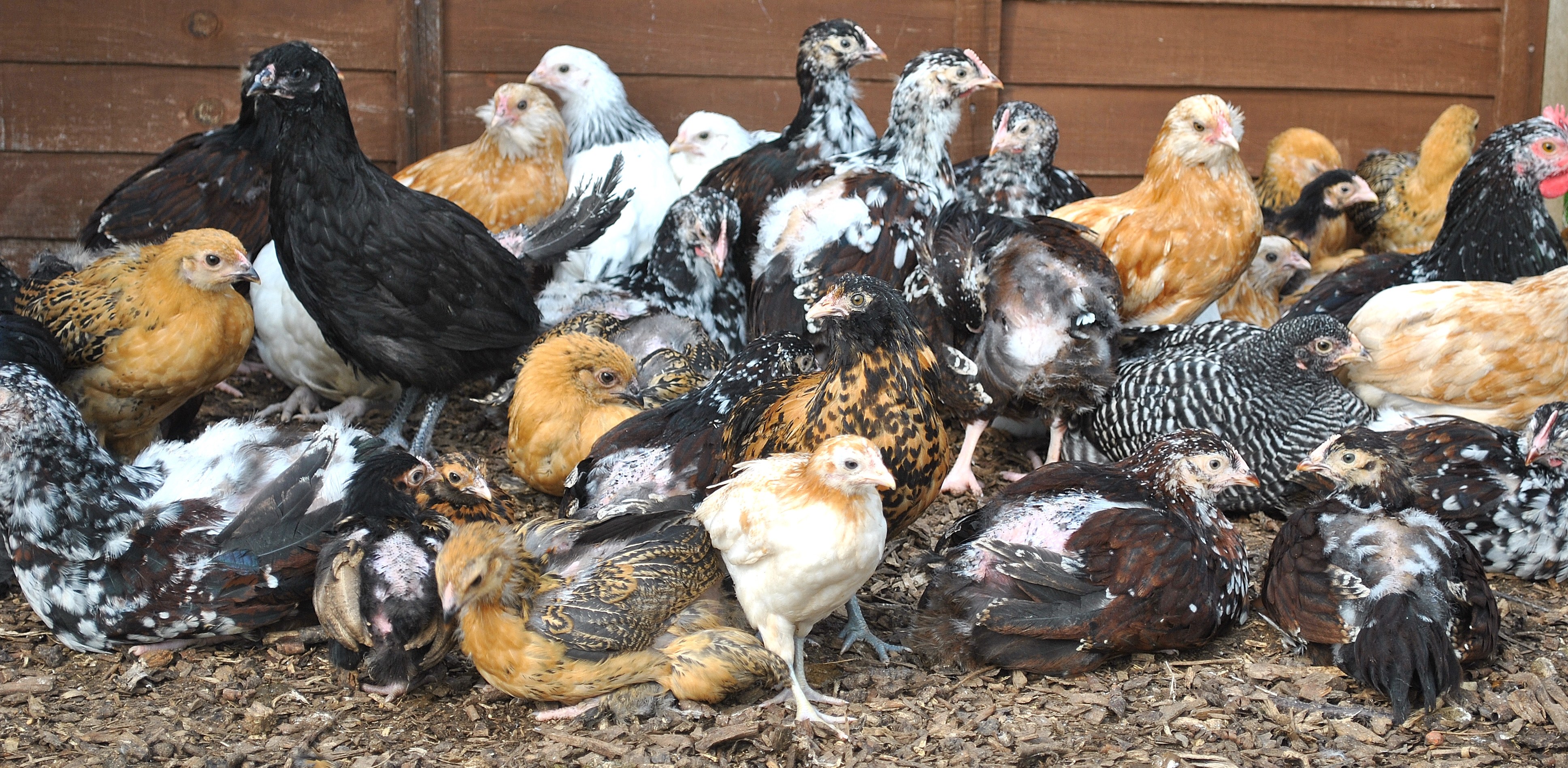 breed of chickens