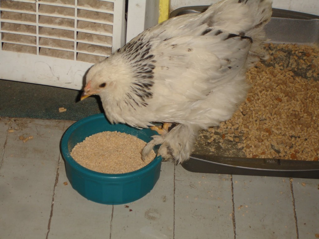 grower feed for chicken