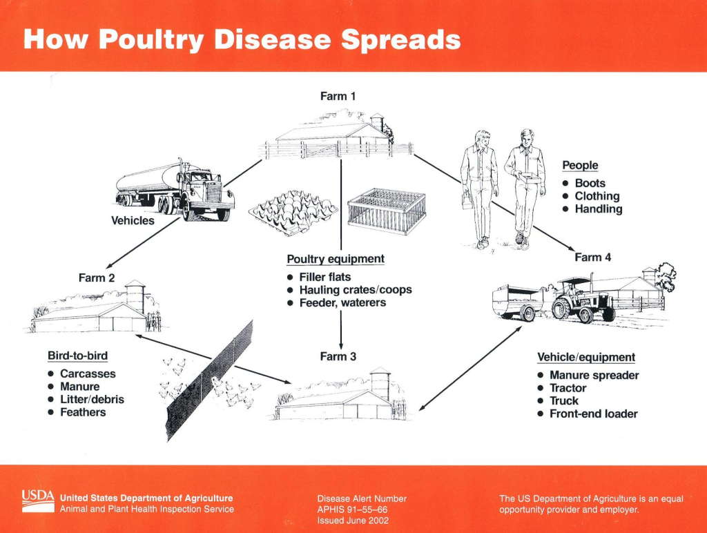 how poultry diseases are spread