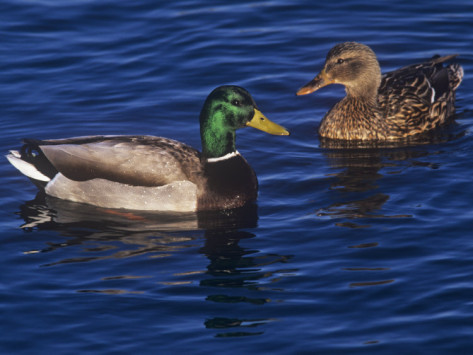 male and female ducks