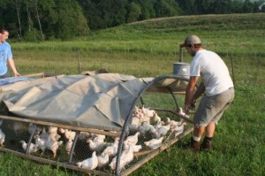 Fundamentals of Pastured Poultry System – The Poultry Guide