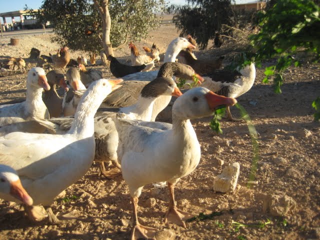 poultry farming in egypt