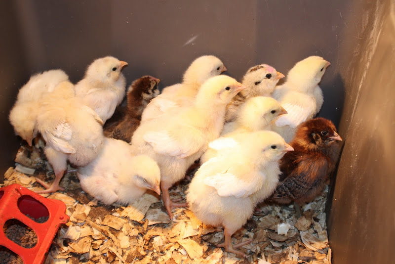 pullet and meat chicks