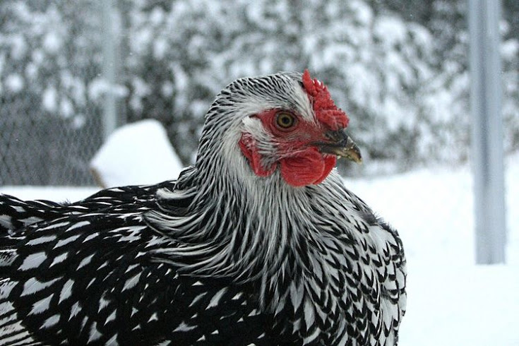 Cold Weather Chicken Breeds