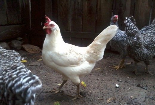 Egg laying chicken breeds