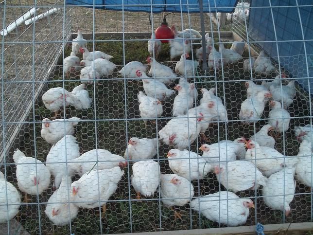 Meat Production Chicken Breeds