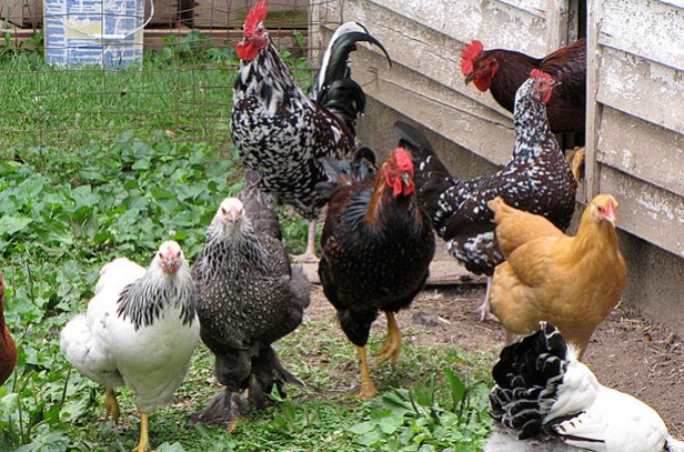 Types of Chicken Breeds