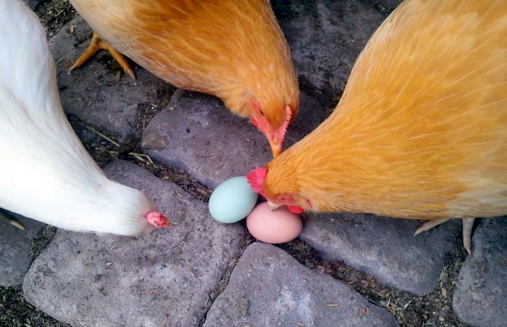 egg eating hens