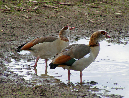 geese origin 