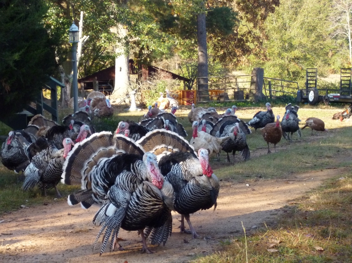 heritage type turkeys